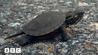 Brave turtle makes extremely perilous journey | Big Little Journeys - BBC
