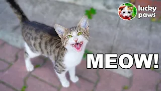 Homeless Cat Persistently Meows Loudly And Asks For Food ( hungry cat meow - cat meow sounds )