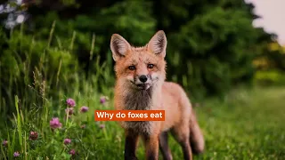 What Do Foxes Eat? Do They Eat Meat or Plants?