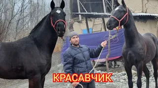 КЕЛИШКЕН КРАСАВЧИК Кара Кашка Самат акеден Сатууга Чыкты