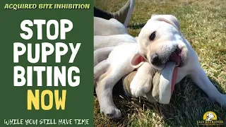 Teach a Lab Puppy Not to Bite