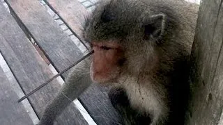 Horrifying Pictures Show Monkey With Arrow Shot Through His Head