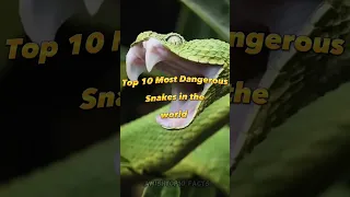 Top 10 Most Dangerous Snakes in the world #shorts #top10 #snake