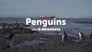 Antartica Travel Moment: Getting an awe-inspiring look at penguins