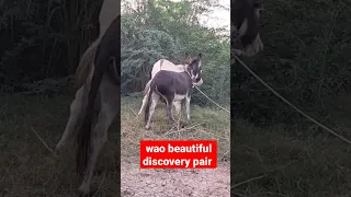 Donkey in happy mode in morning time