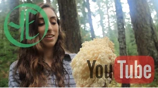 Bear's Head - Hericium abietis (Sister species to Lion's Mane)