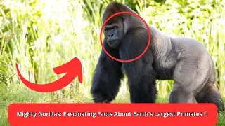 Mighty Gorillas Unveiled  Jaw Dropping Insights into Earths Largest Primates