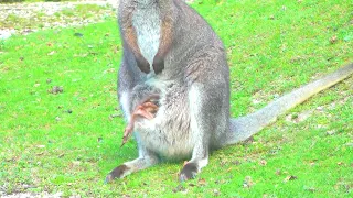 কেঙ্গারু এর  জীবন।কেঙ্গারু কিভাবে সন্তান রাখে।তাদের চলাচল কেমন।Kangaroos Documentary (Kangaroo Life)