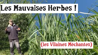 Les Herbes au Potager !