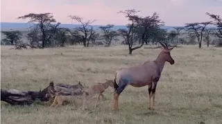 Jackal hunts topi calf in front of its mother
