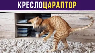 Смешные КОТЫ   Лучшие приколы   Funny cats compilation  Подборка #2