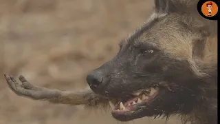 Baboons Guts Ripped Apart By Wild Dogs