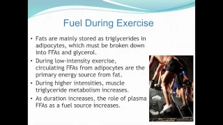 EXSC 281 fall 2016 part 4 energy metabolism