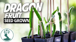 Growing Dragon Fruit Plant From Seeds - Time to Repot And Give Them a Trellis! |  Dragon Fruit Plant