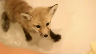 Лиса Ари купается / Fox Ahri is swimming