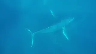 UNREAL Underwater Encounter With Humpback Whales || WooGlobe