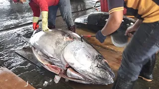 300 kg Great Bluefin Tuna Cutting Skills