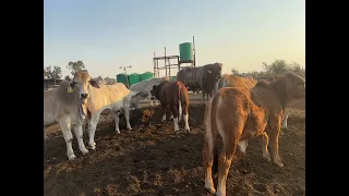 Cattle selection for feedlot