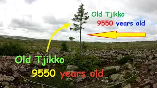 The oldest tree in the world OLD TJIKKO .Old Tjikko is a 9,550 year-old.