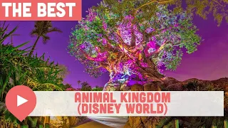 Best Things to Do at Animal Kingdom (Disney World)