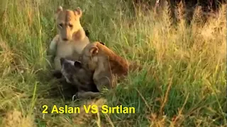 Dişi Aslan VS Sırtlan