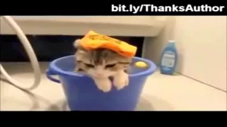 ПРИКОЛЫ с кошками 2015 часть 1  FUNNY cat 2015 part 11