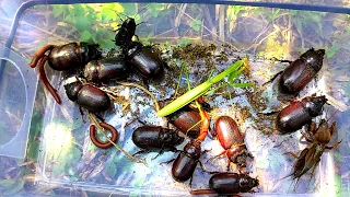 Beetle festa || Rhinoceros beetles, praying mantises, mole crickets and others ||