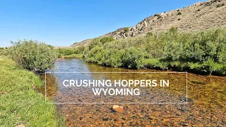 The Browns in this Wyoming stream were CRUSHING the HOPPER - 2022 9 week Road Trip p1