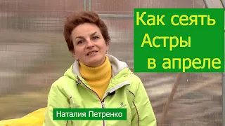 Как сеять астры в апреле