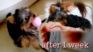 【Yorkshire Terrier　Lan】A week has passed since I came to my house