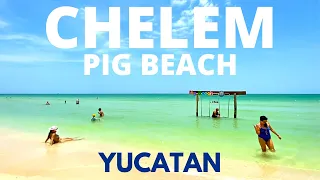 🇲🇽 Pig Beach Walking Tour in Chelem Beach in May 2023 | Yucatan Peninsula Mexico