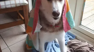 Boris the husky with towel