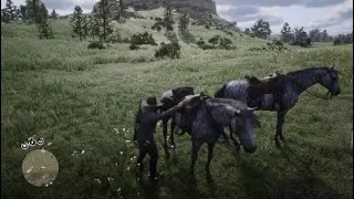 Red Dead Redemption 2 How To Get A Free Male And Female Brindle Thoroughbred Early In Chapter 2
