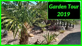 My Palm Tree collection 2019 - Hardy Tropical Plants in UK