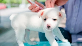 What Is the Recommended Rabies Vaccination Schedule for Puppies?