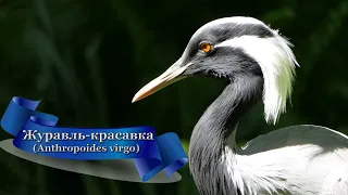 "Журавль"  красавка (Anthropoides virgo)  Живой мир (Мир Природы)  / The Natural World /