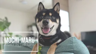 A day in the life of Mochi-maru, the black shiba inu | 黒柴もち丸の1日