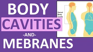 Body Cavities and Membranes (Dorsal, Ventral)- Anatomy and Physiology