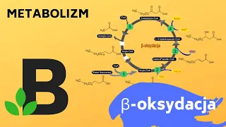 β-oksydacja (beta oksydacja B-oksydacja) #metabolizm #biologia - KOREPETYCJE z BIOLOGII - 231