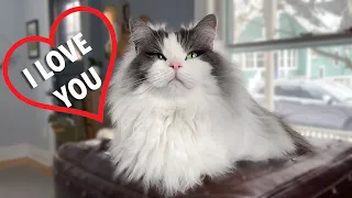 How do Cats Say "I Love You"?