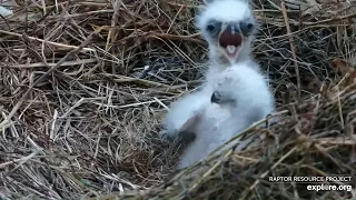 CHICKS BONKING😲Decorah Eagles North Nest /March 30 2022