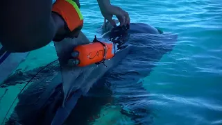 Cameras attached to tiger sharks