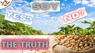 SOY - What You Need To Hear About Soybeans, Edamame and Tofu