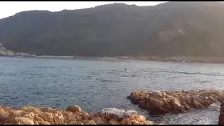 Whales frolick in the Knysna estuary