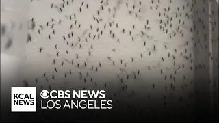 LA County to use mosquitoes to fight off invasive Aedes aegypti