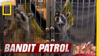 Building a Raccoon Family | Bandit Patrol