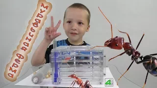 Муравьиная ферма. Заселяем муровьев жнецов в формикарий. Муравейник. ant farm