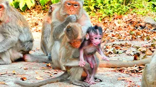 Adorable ! Baby monkey CHAGO tries to hug baby ELON out of Mom - cos she love baby ELON so much