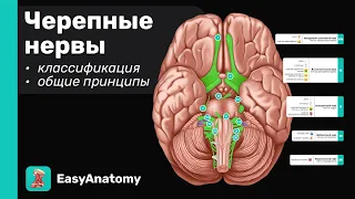 Черепные нервы: Анатомия & Функции. Краткий обзор. Общие принципы