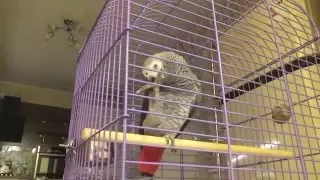 Самый умный попугай Жако